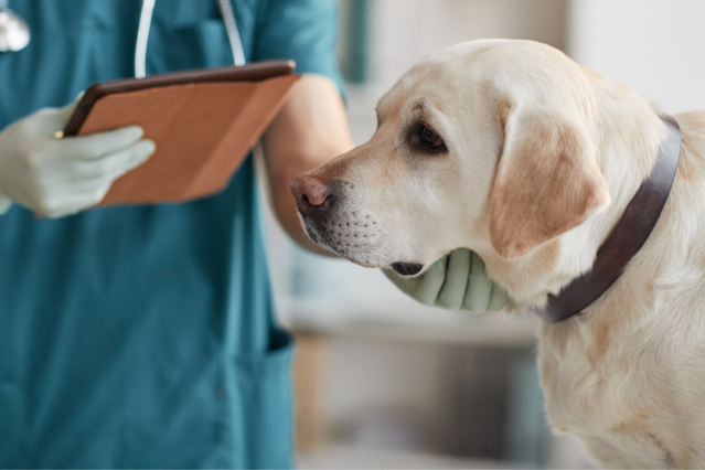 Neue Langzeitstudie zeigt Diese Hunde haben das höchste Krebsrisiko Aufmacher